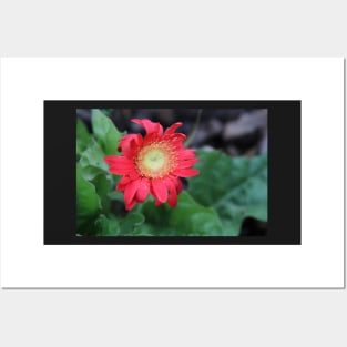 Red Gerber Daisy Posters and Art